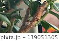 Detailed view of a succulent plant showcasing vibrant foliage. 139051305