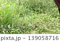Trimming Grass with knife 139058716