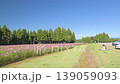 251023 Toma Plateau Cosmos Field 139059093
