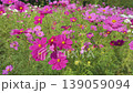 251023 Toma Plateau Cosmos Field 139059094