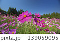 251023 Toma Plateau Cosmos Field 139059095