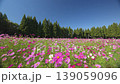 251023 Toma Plateau Cosmos Field 139059096