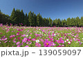 251023 Toma Plateau Cosmos Field 139059097