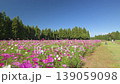 251023 Toma Plateau Cosmos Field 139059098