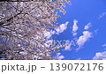 Spring cherry blossoms and blue sky 139072176