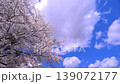 Spring cherry blossoms and blue sky 139072177