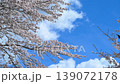 Spring cherry blossoms and blue sky 139072178