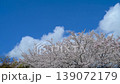 Spring cherry blossoms and blue sky 139072179