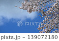 Spring cherry blossoms and blue sky 139072180