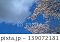 Spring cherry blossoms and blue sky 139072181