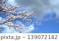Spring cherry blossoms and blue sky 139072182