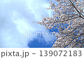 Spring cherry blossoms and blue sky 139072183