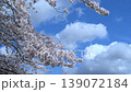 Spring cherry blossoms and blue sky 139072184