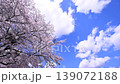 Time lapse of cherry blossoms and blue sky in spring 139072188