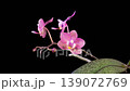 Orchid Blossoms. Blooming Violet Orchid Phalaenopsis Flower on Black Background. Time Lapse. 4K. 139072769