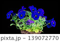 Voila Tricolor Blossoms. Beautiful Time Lapse of Growing and Opening Blue Voila Tricolor on Black Background. 4K.  139072770