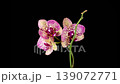 Orchid Blossoms. Blooming Yellow - Magenta Orchid Phalaenopsis Flower on Black Background. Time Lapse. 4K. 139072771