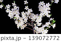 Cherry Blossom. White Flowers Blossoms on the Branches Cherry Tree. Dark Background. Time Lapse. 4K. 139072772
