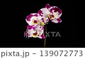 Blooming White - Magenta Orchid Phalaenopsis Flower on Black Background. Time Lapse. 4K. 139072773