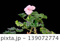Pink Geranium Pelargonium Blossoms. Beautiful Time Lapse of Opening Pink Geranium Pelargonium Flower on Black Background. 4K. 139072774