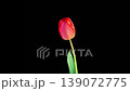 Tulips Blossoms. Beautiful Timelapse of Red Tulip Flower Blooming on Black Background. 4K. 139072775
