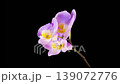 Orchid Blossoms. Opening Beautiful Pink Orchid Phalaenopsis Flower on Black Background. Time Lapse. 4K. 139072776
