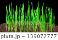 Beautiful Time Lapse of Growth Fresh Green Grass. Accelerated Wheat Plant Growing. 4K. 139072777