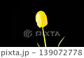 Tulips Blossoms. Beautiful Timelapse of Yellow Tulip Flower Blooming on Black Background. 4K. 139072778