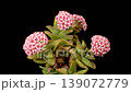 Succulent Blossoms. Opening Beautiful Succulent Flowers on Black Background. Time Lapse. 4K. 139072779