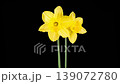 Narcissus Blossoms. Beautiful Timelapse of Two Yellow Narcissus Flowers Blooming on Black Background. 4K. 139072780