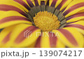Detail of gazania flower in the wind 139074217