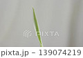 Green leaf of chlorophytum 139074219