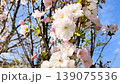 blooming sakura, decorative cherry tree branches covered in soft pink and white blossoms against a vivid blue sky. Garden detail, seasonal bloom, natural outdoor botanical plant 139075536