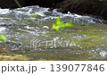 Video of the flow of a fast mountain river from clear clear water in real time in ultra HD 4k resolution. Low angle side view just above the level with perspective the shores, mosquitoes fly 139077846