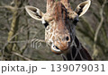 Close-up of a giraffe chewing (60fps) 139079031