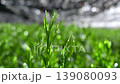 Gyokuro and Komo 1 139080093