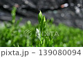 Gyokuro and Komo 2 139080094