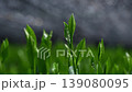Gyokuro and Komo 3 139080095