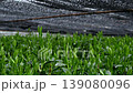 Gyokuro and Komo 4 139080096