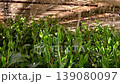 Gyokuro and Komo 5 139080097