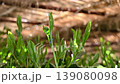 Gyokuro and Komo 6 139080098