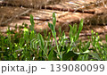 Gyokuro and Como 7 139080099