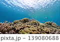 Damselfish live in coral reefs in bright, calm seas. 139080688