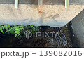 神社的淨身泉：春天，泉水從竹子和櫻花花瓣中流淌而出。 139082016