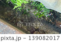 水滴和櫻花花瓣落入水道 139082017