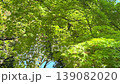 初夏時節，楓葉在藍天下隨風搖曳。 139082020