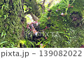樹上覆蓋著鮮豔的苔蘚，綠葉鮮嫩，天空湛藍。 139082022