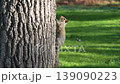 Squirrel looking at you Red deer silhouette in richmond park london 139090223