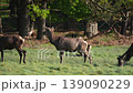 Red deers in richmond park london united kingdom at sunrise 139090229