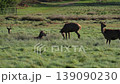 Red deers in richmond park london united kingdom at sunrise 139090230